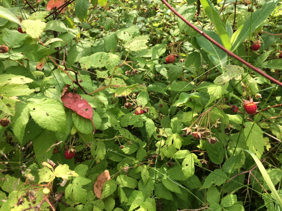 Brain, find berries. Go!