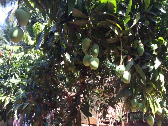 Nor do we have mangoes at home. Mangoes!