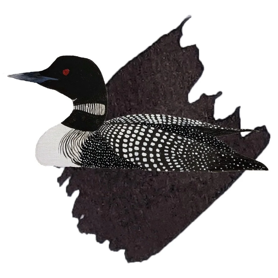 Anderillium Common Loon
