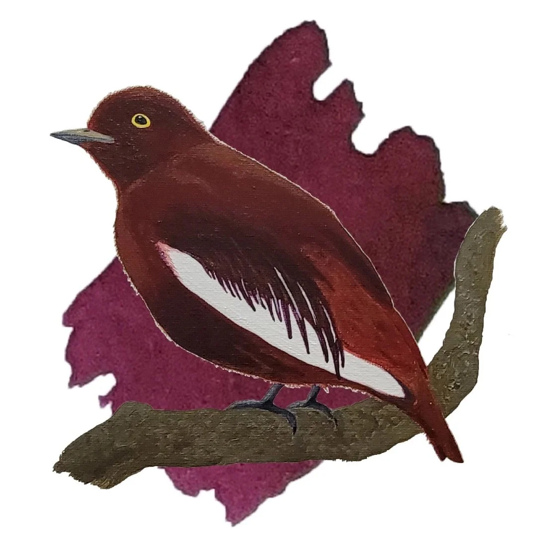 Anderillium Pompadour Cotinga