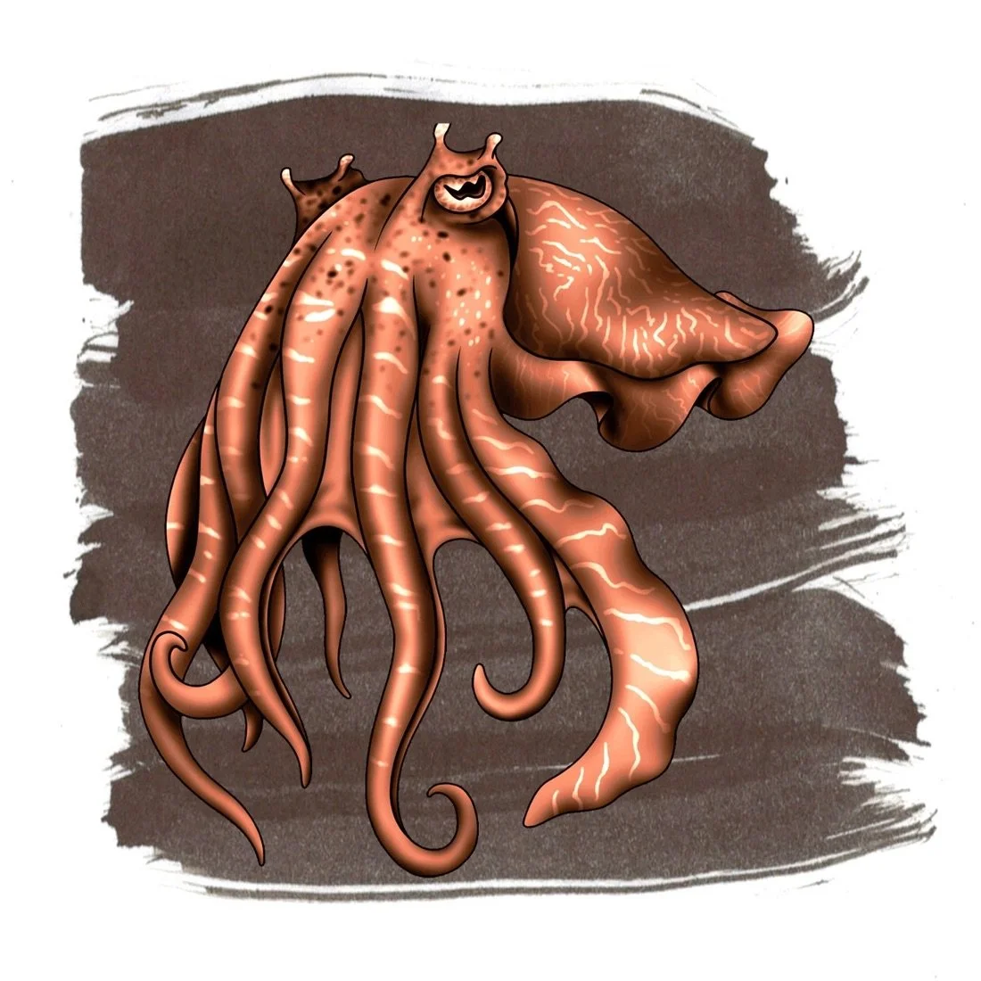 Anderillium Cuttlefish