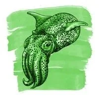 Anderillium Bobtail Squid