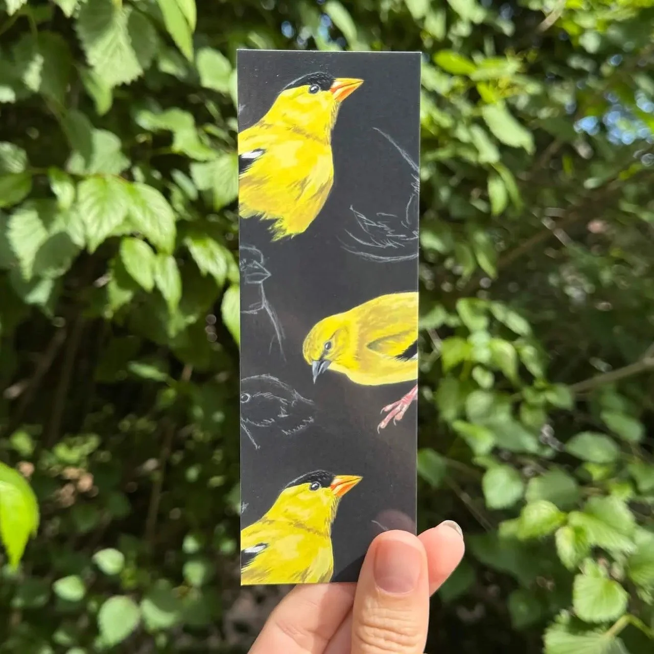 iPaintBirbs Goldfinch Studies