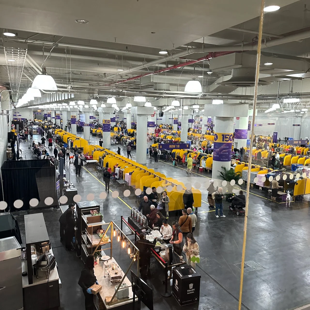 Lots of Dogs in Stalls at Westminster