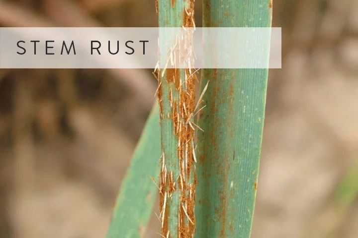 02-stem-rust.jpg