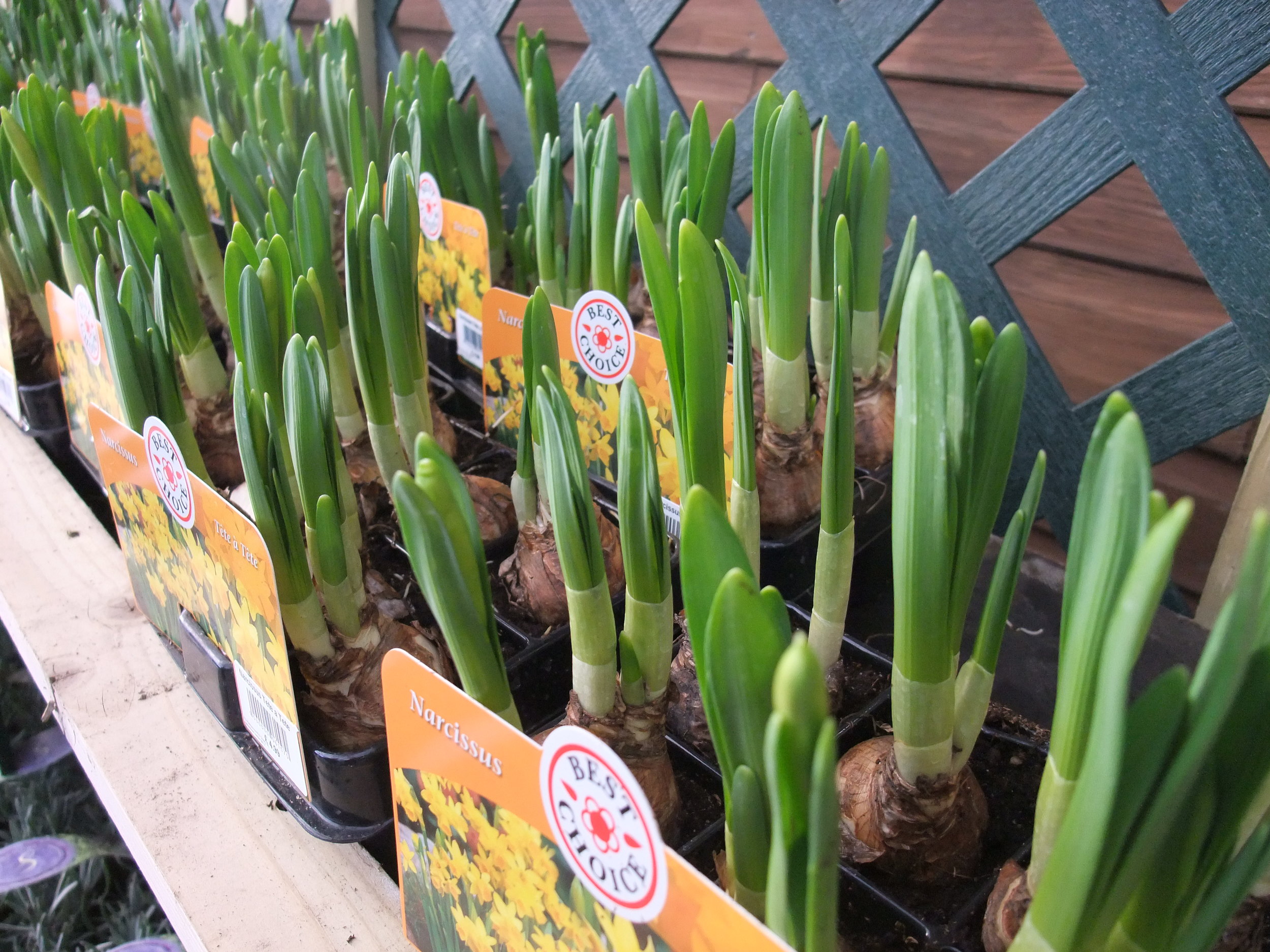 sprouting bulbs. image source patientgardener.wordpress.com