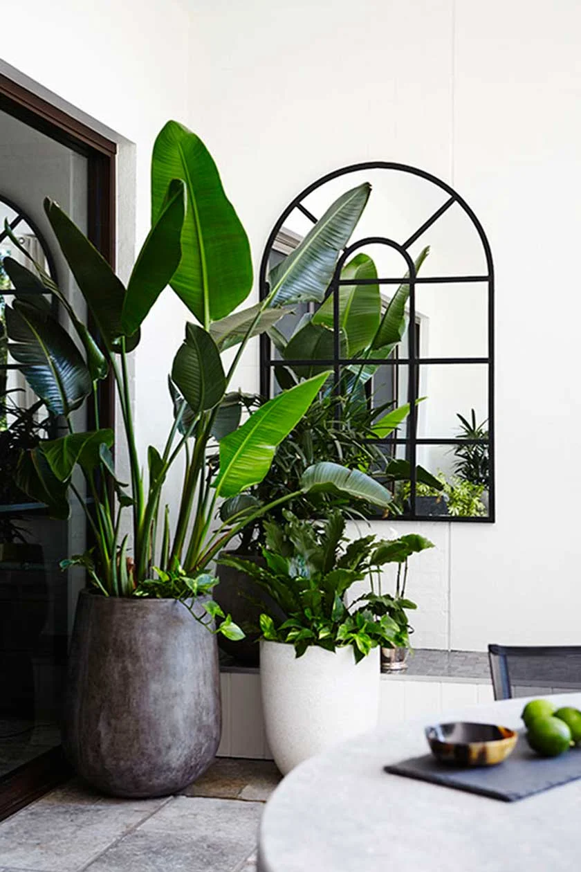 Giant Bird of Paradise (Strelitzia Nicholai). Image from Adam Robinson Design's Casaba Waterloo White project
