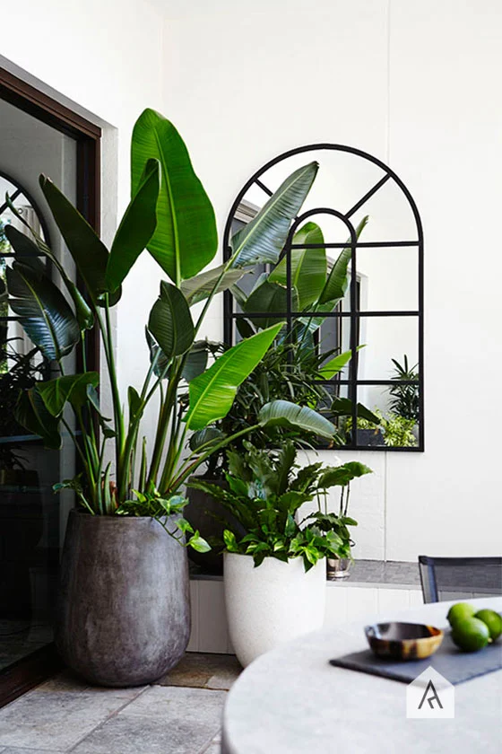 Scale up! This potted plant makes use of scale to enlarge the balcony space in our Waterloo Casba Rooftop & Balcony Garden project .