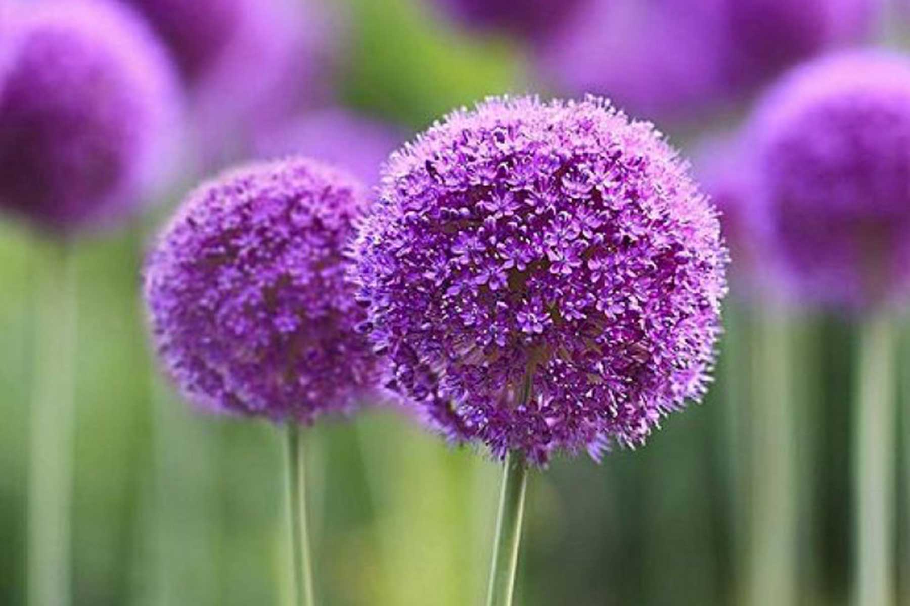© Adam Robinson Design Planting Bulbs 4.jpg