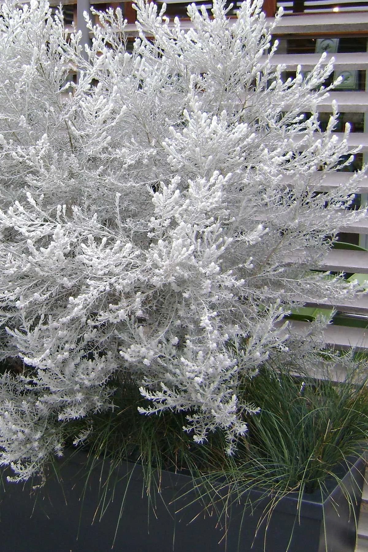 red frost emu bush red frost emu bush