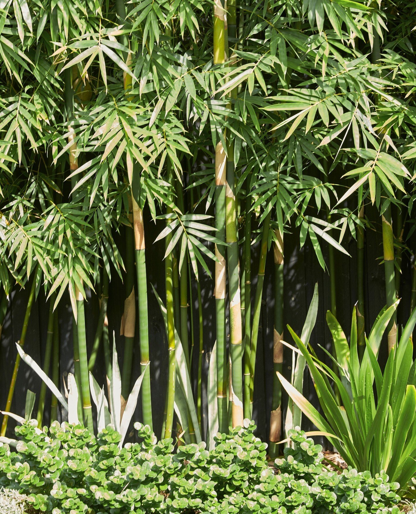 Bamboo is such a fast growing, dense and bushy plant that makes it the perfect choice for screening and hedging. Create added depth and interest by adding foreground planting.⁠
⁠
🍃 #linkinbio to view project⁠
📸 @suestubbs_⁠
⁠
#ARD #bettergardenbigg