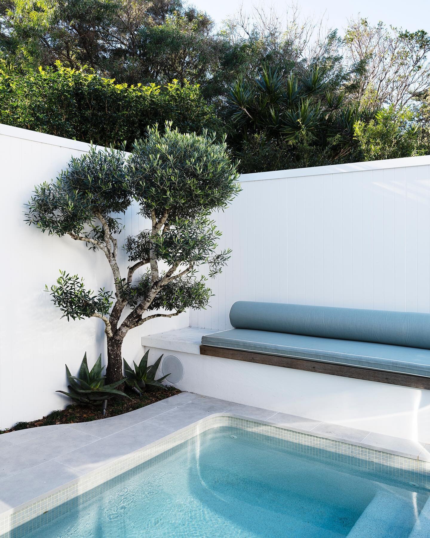 A mediterranean pocket sized garden in the eastern suburbs. The plunge pool features paired back finishes and feminine line styles. The pool equipment is cleverly hidden underneath the daybed and the Olive cloud tree gives a nod the style 🤍 🤍🤍
.
.