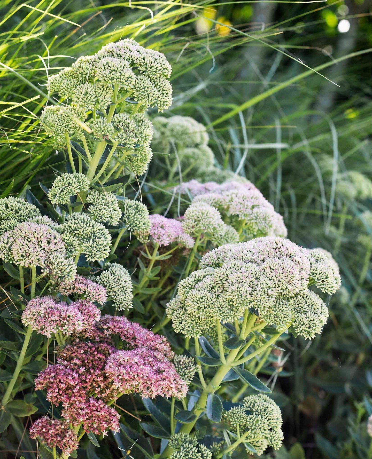 Autumn Joy stonecrop - Hylotelephium telephium 'Herbstfreude' ('Autumn Joy'), also know commonly as sedum.  This is a hybrid in beautiful grey-green colours that flower in summer with deep pink, star-shaped flowers that grow in clusters.⁠
⁠
🍃 #linki