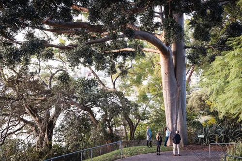 Discover the Tree Trail