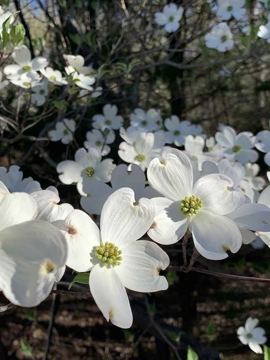 White Dogwood Tree