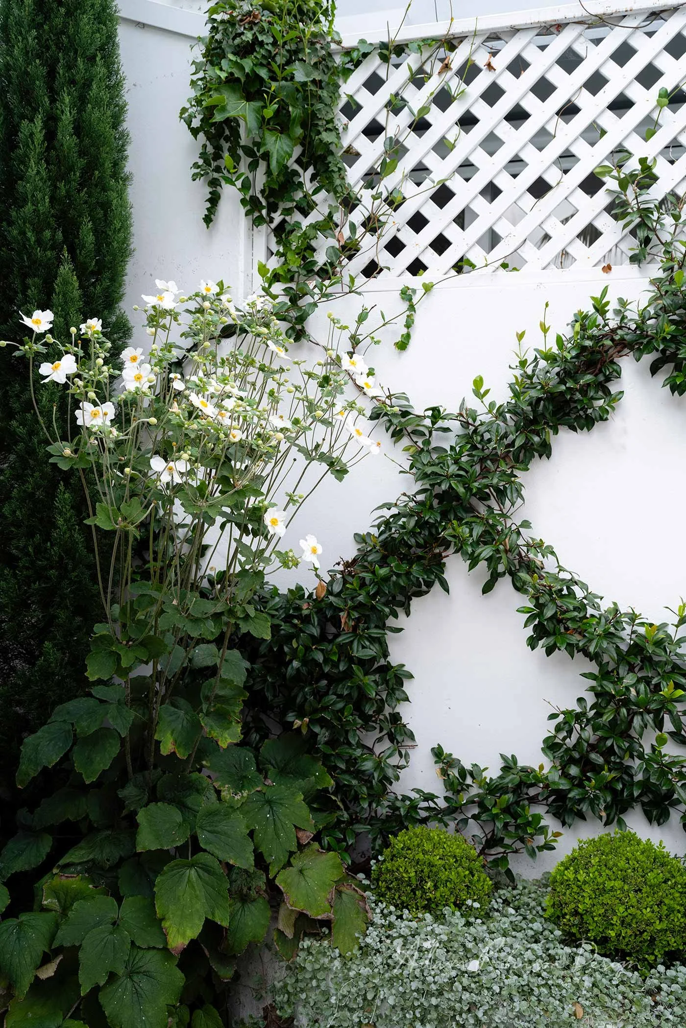 © ADAM ROBINSON DESIGN Residential Landscape Project PADDINGTON MODERN CLASSIC 5.jpg