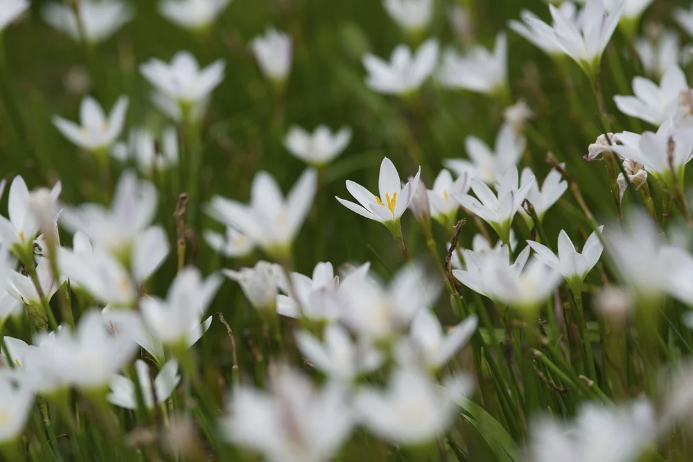 Autumn Crocus