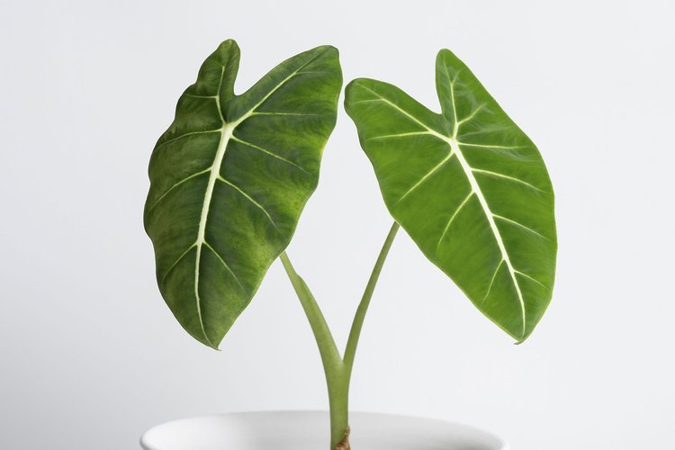 Plants Are Nature's Air Freshener  Adam Robinson Design