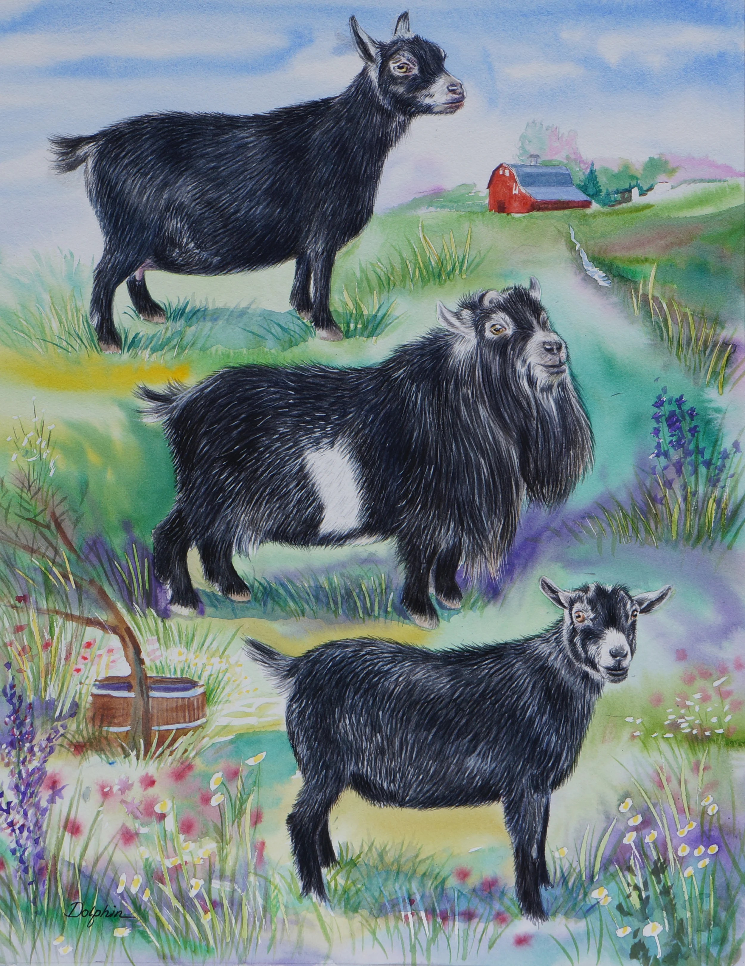 Pygmy Goats