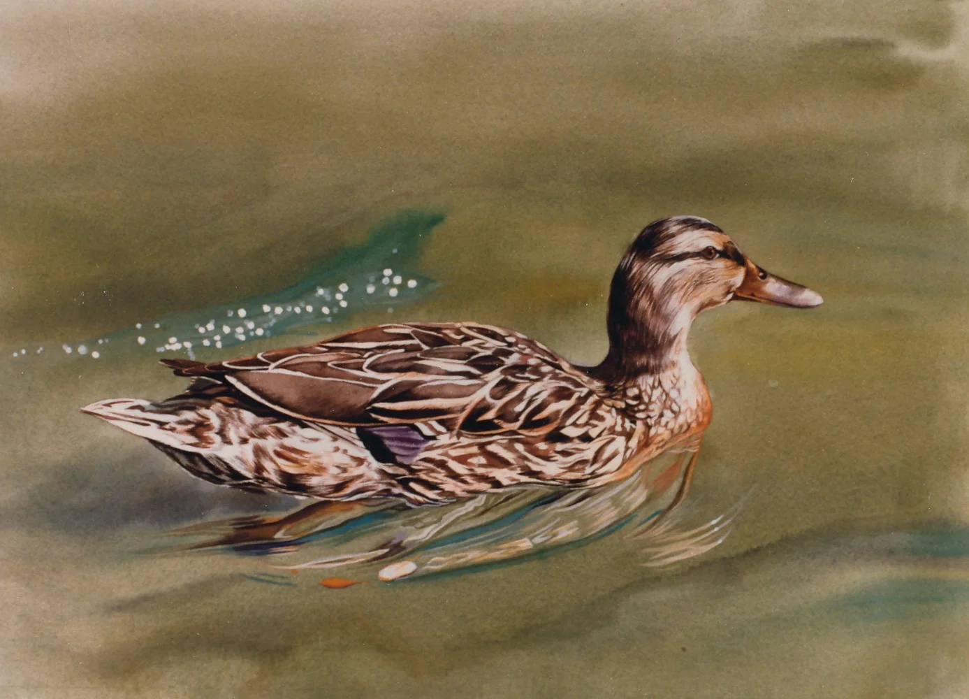 Mallard Hen.jpg