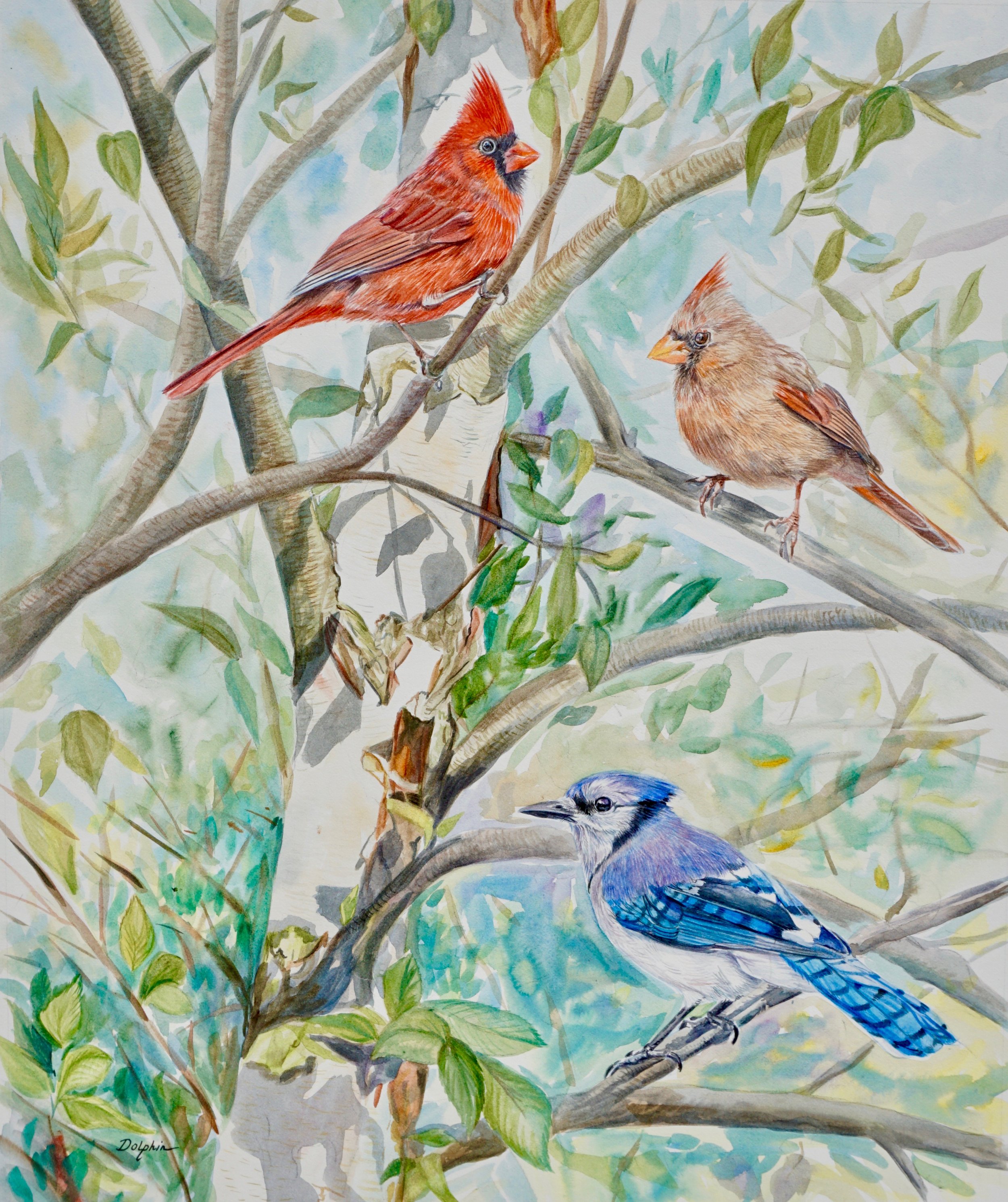 cardinal--blue-jay-watercolor_30332828487_o.jpg