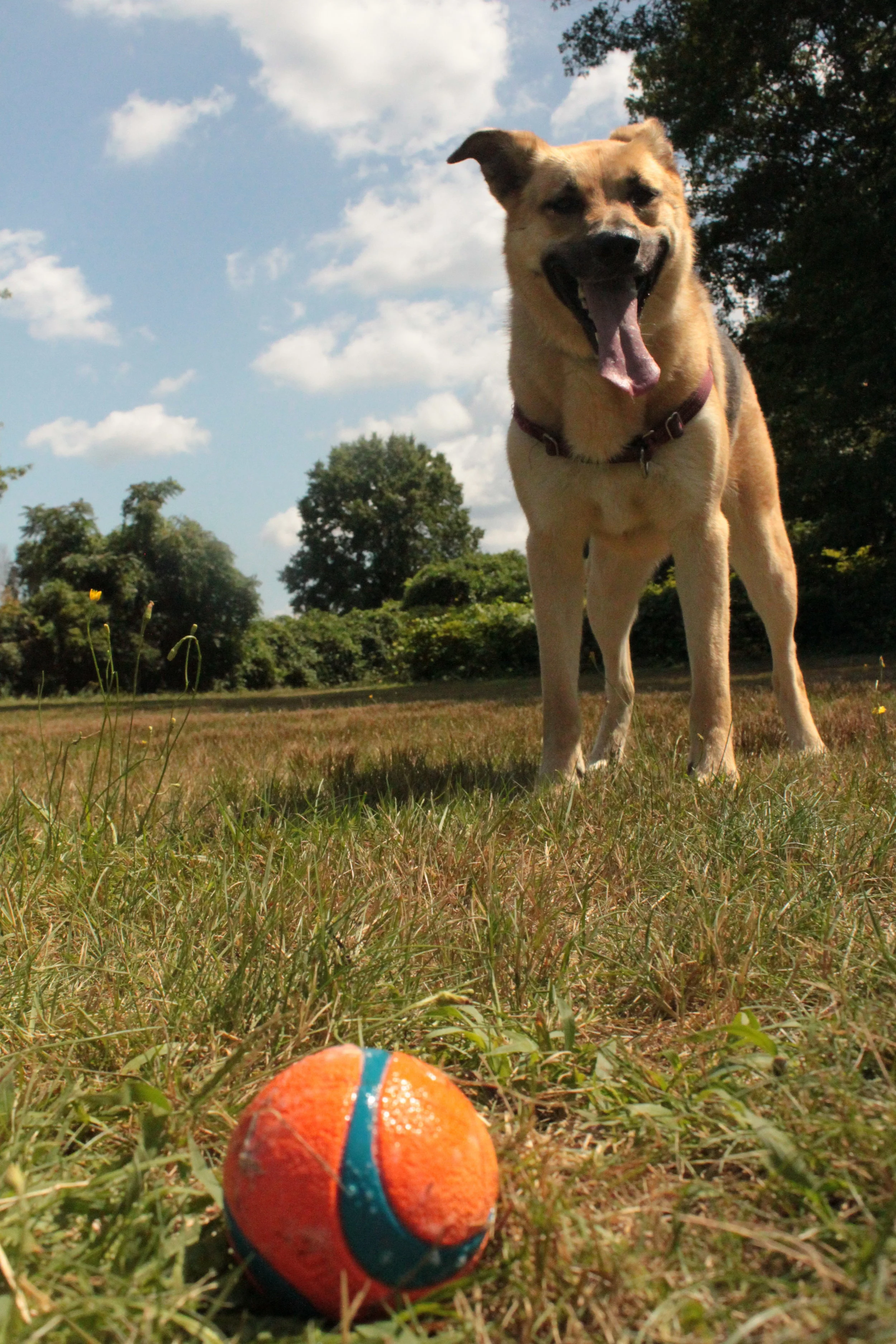 Boston Fetch