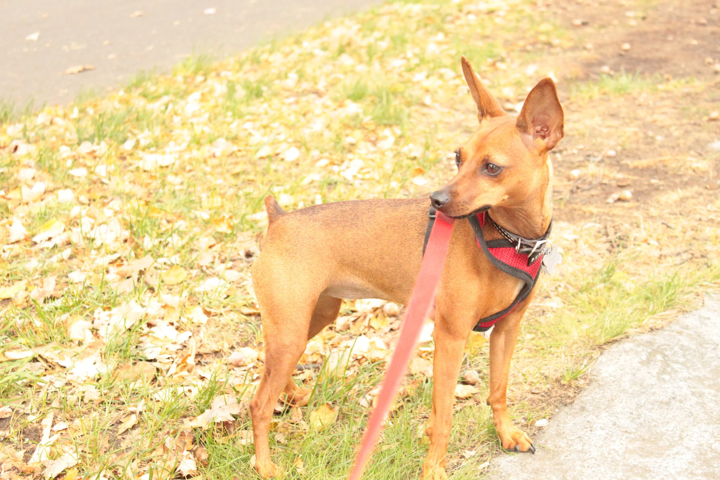 Boston Fetch
