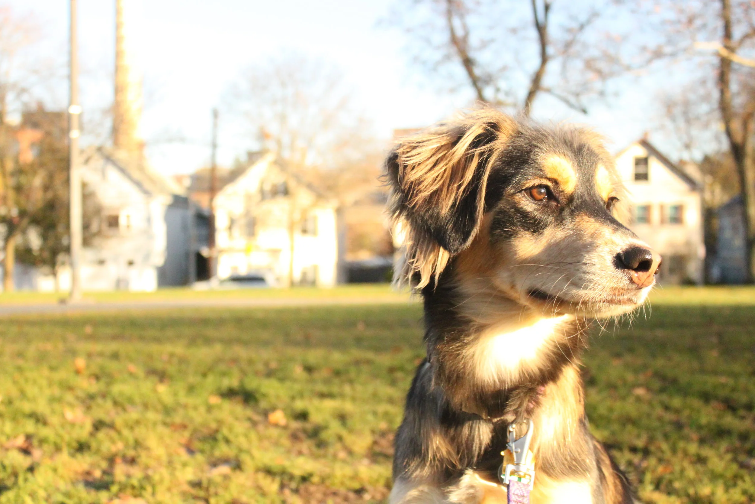 Boston Fetch