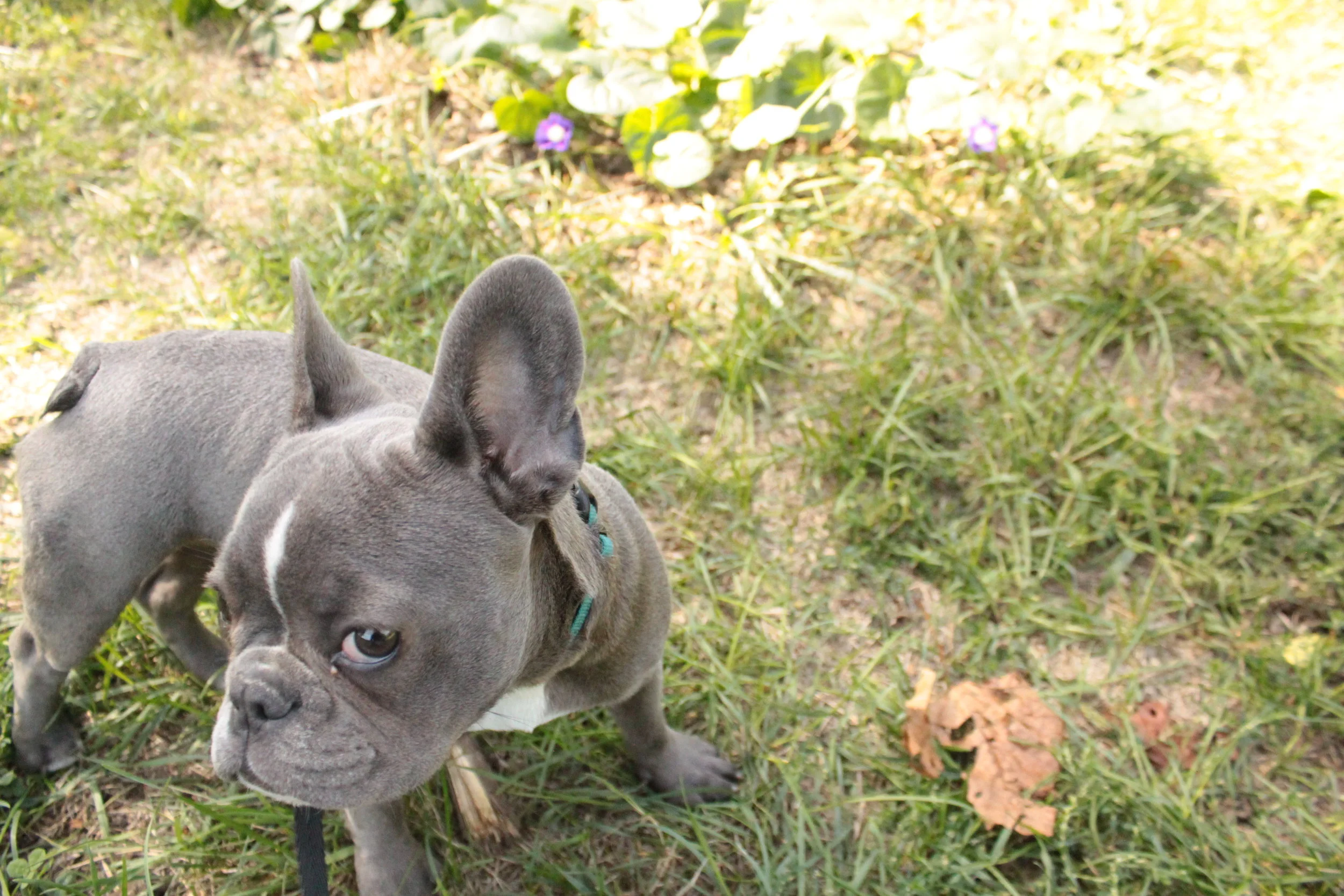 Boston Fetch