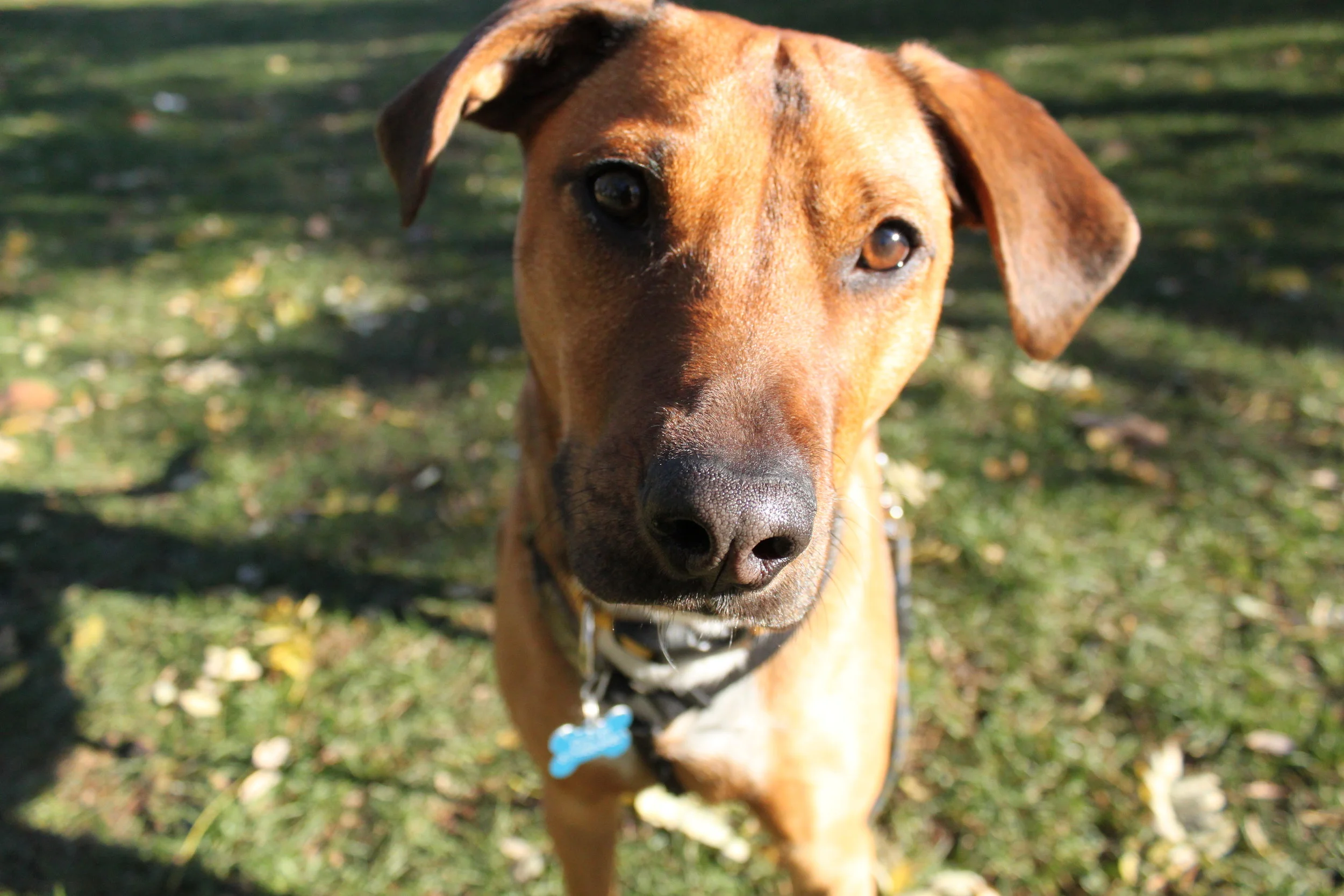Boston Fetch