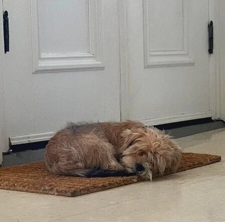 Bennett reminds us that puppies need more sleep than adult dogs. Help them settle down for nap time by rewarding them in their crate or on their chosen sleep spot.