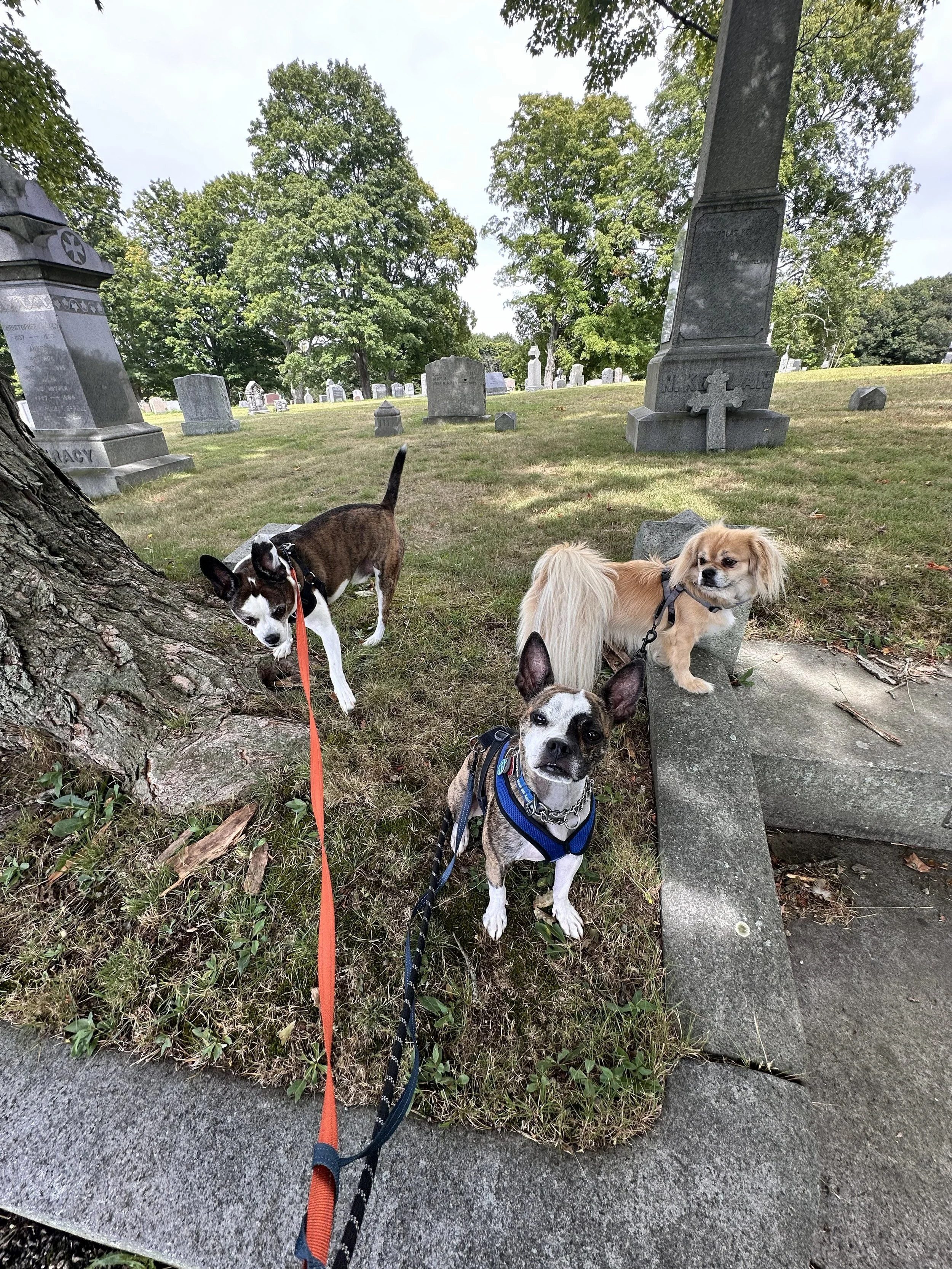  Bansky, Crispin, and Reggie are seen here posing for the album cover to their newest record — Dog Bonez 4 Life.  