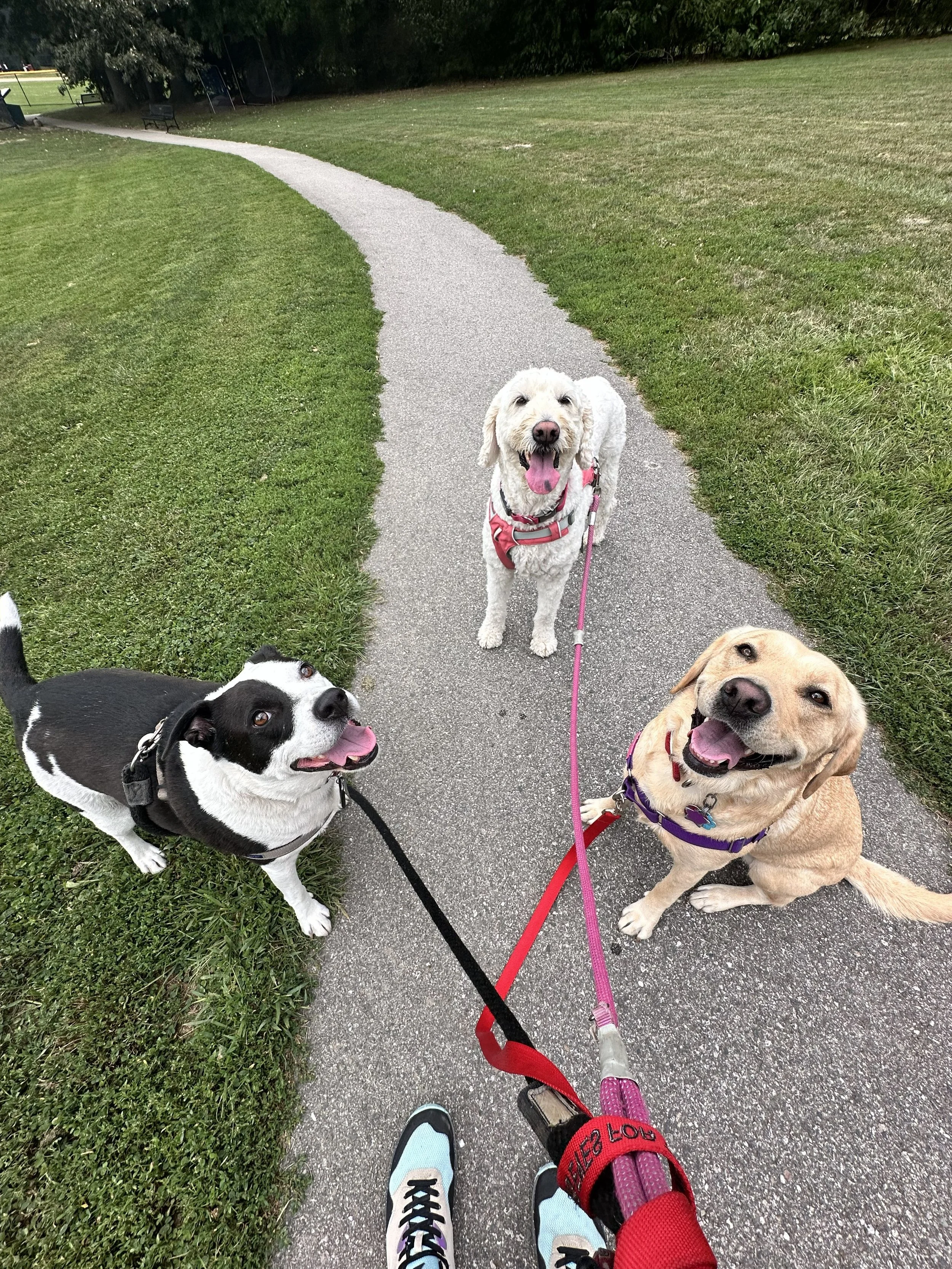   Pogo, Piper, and Penny paused for a portrait while playing at the park on this picture perfect day.  