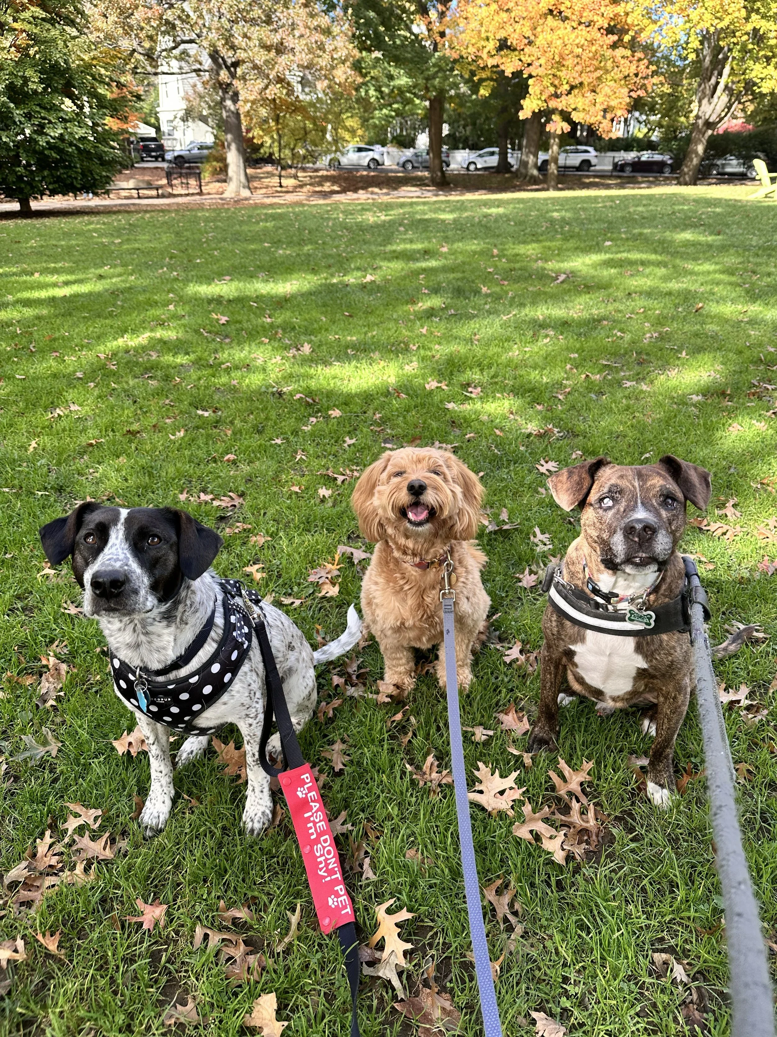 Group Walks for Socialization