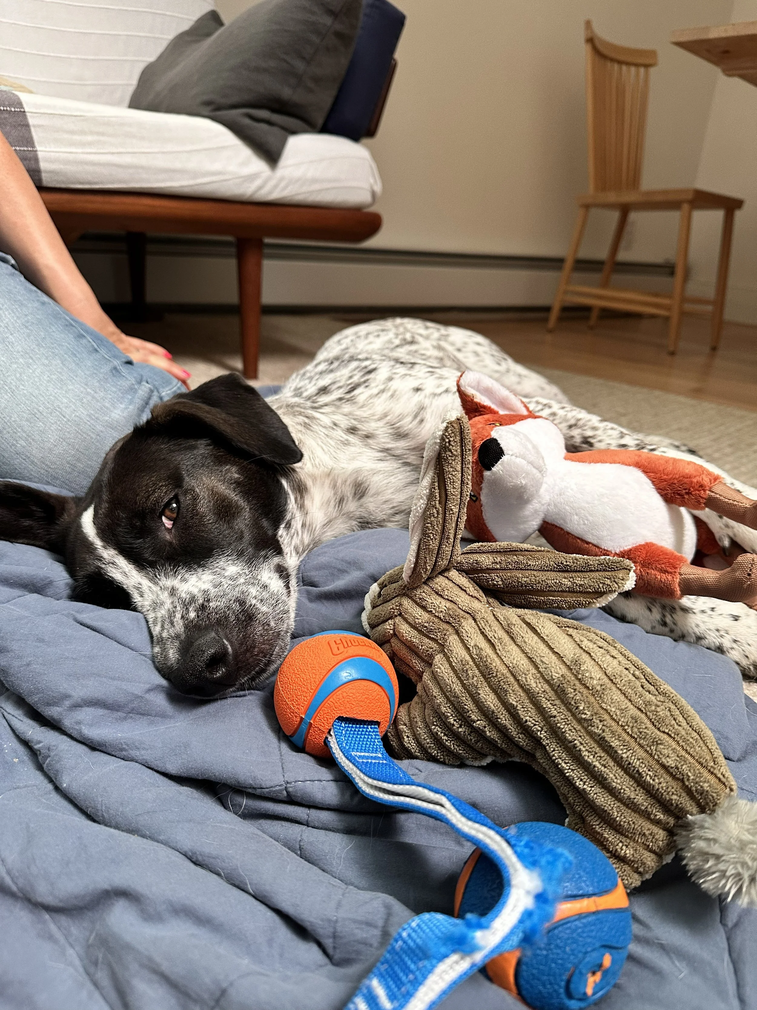 Pet Sitting for Dogs and Cats