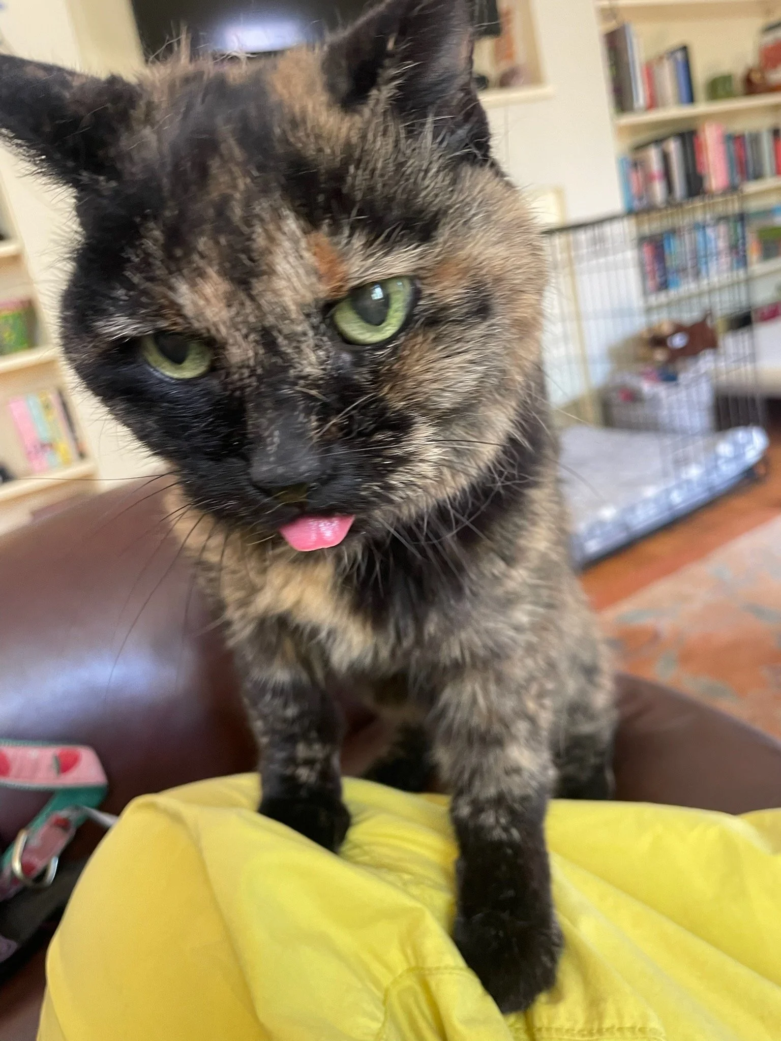 Cat Visits for our Feline Friends