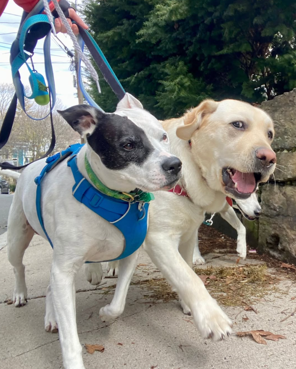 Group Walks For Socialization
