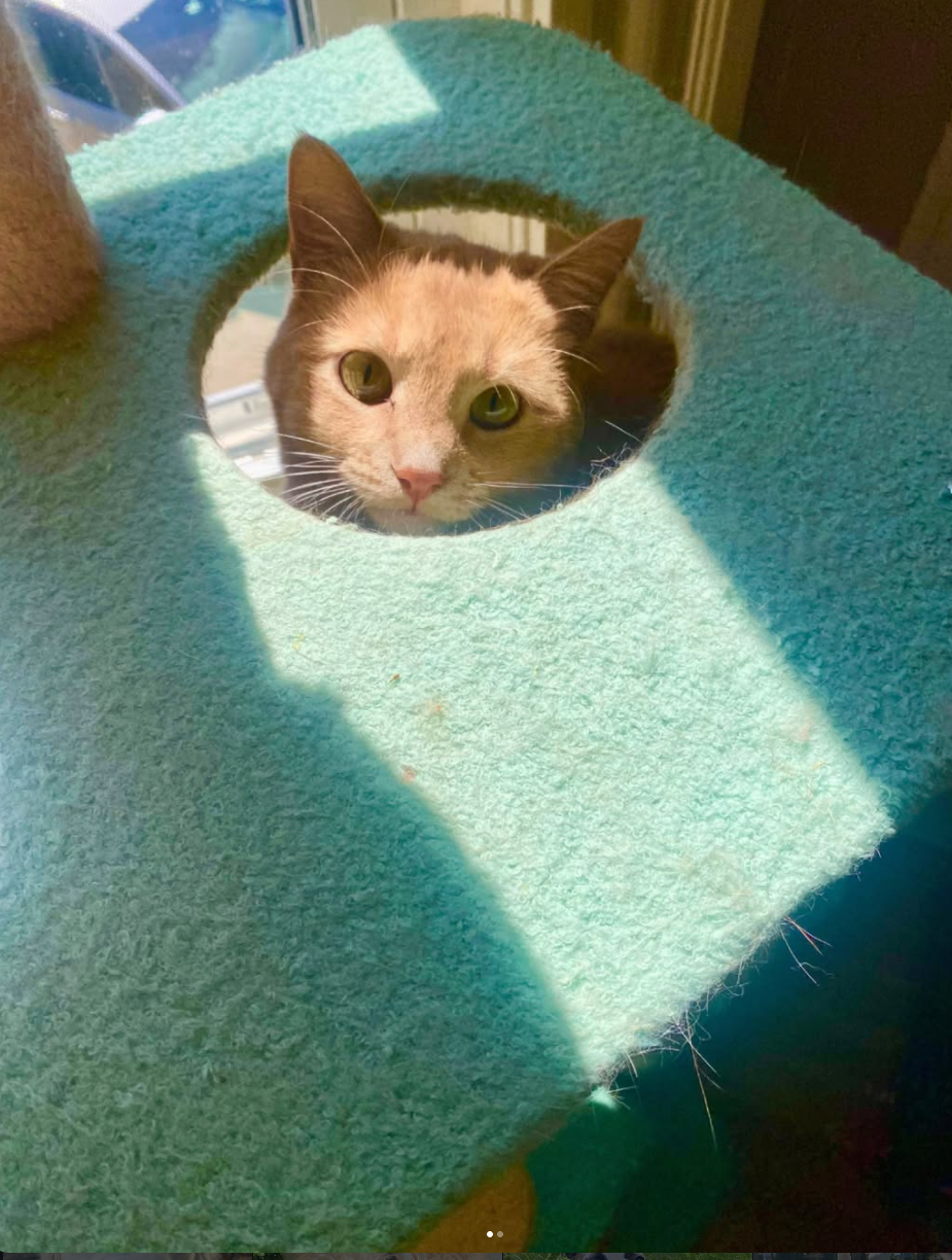 Cat Visits For Our Feline Friends