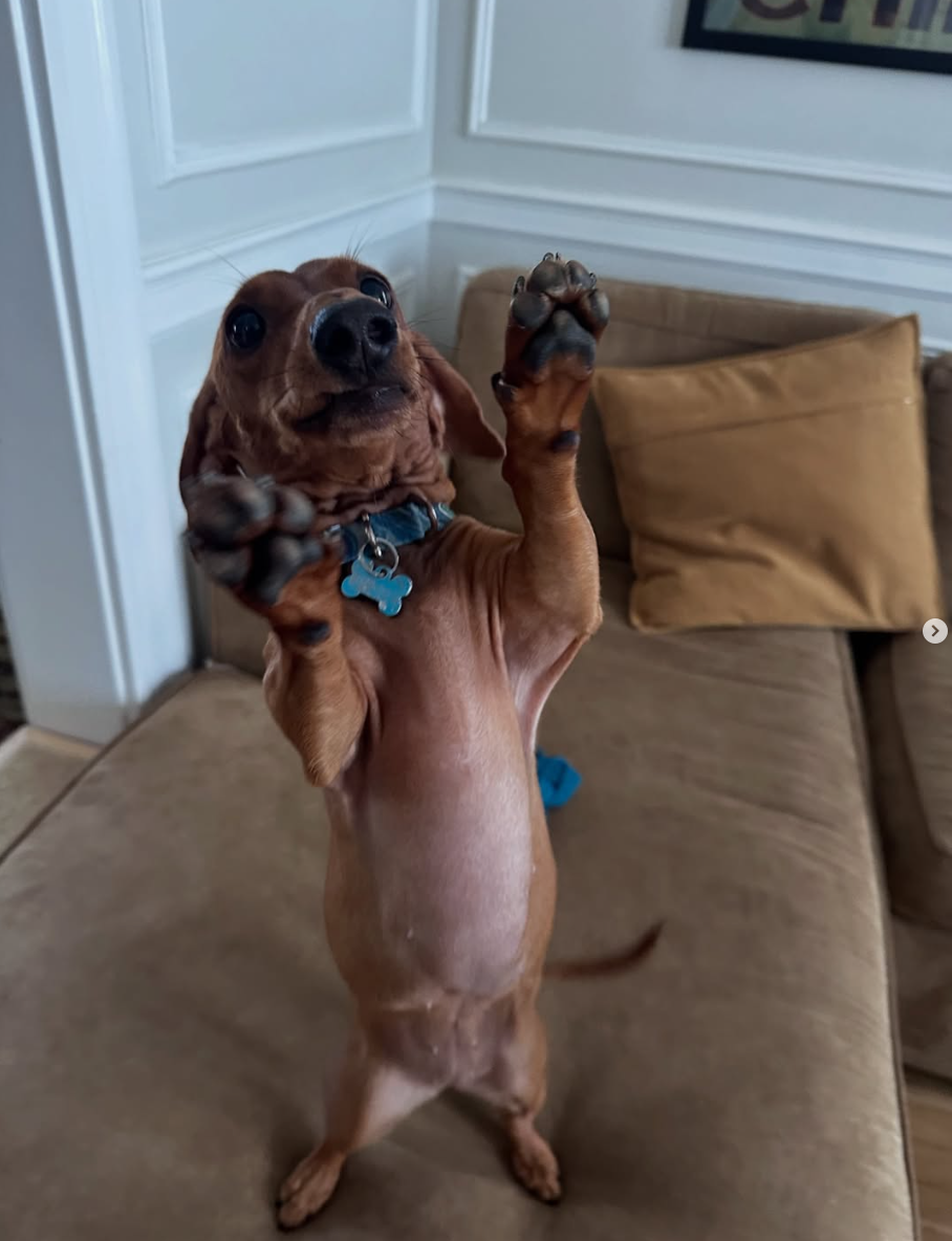 Overnight Pet Sitting Available