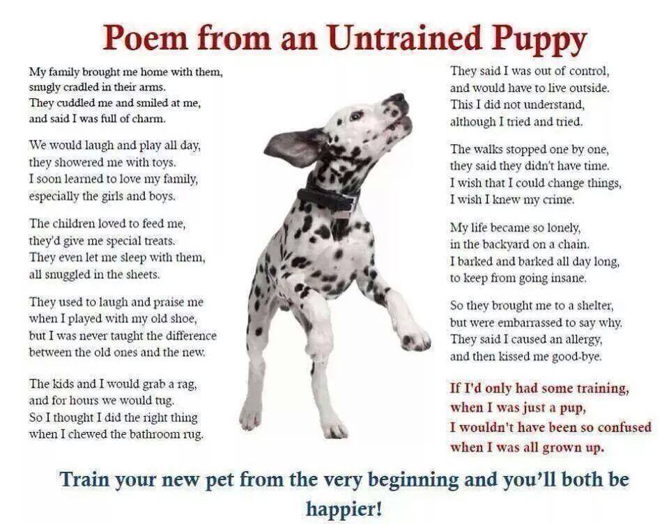 Poem from an untrained puppy — Association for Pet Adoption