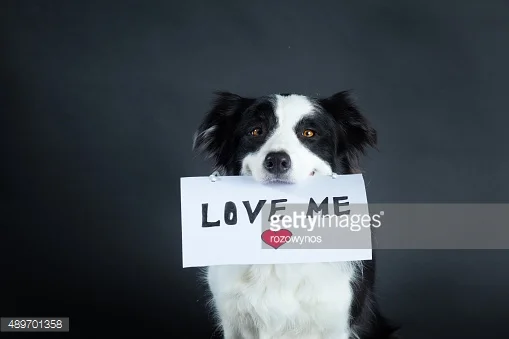 ADOPT, DON'T SHOP!!!