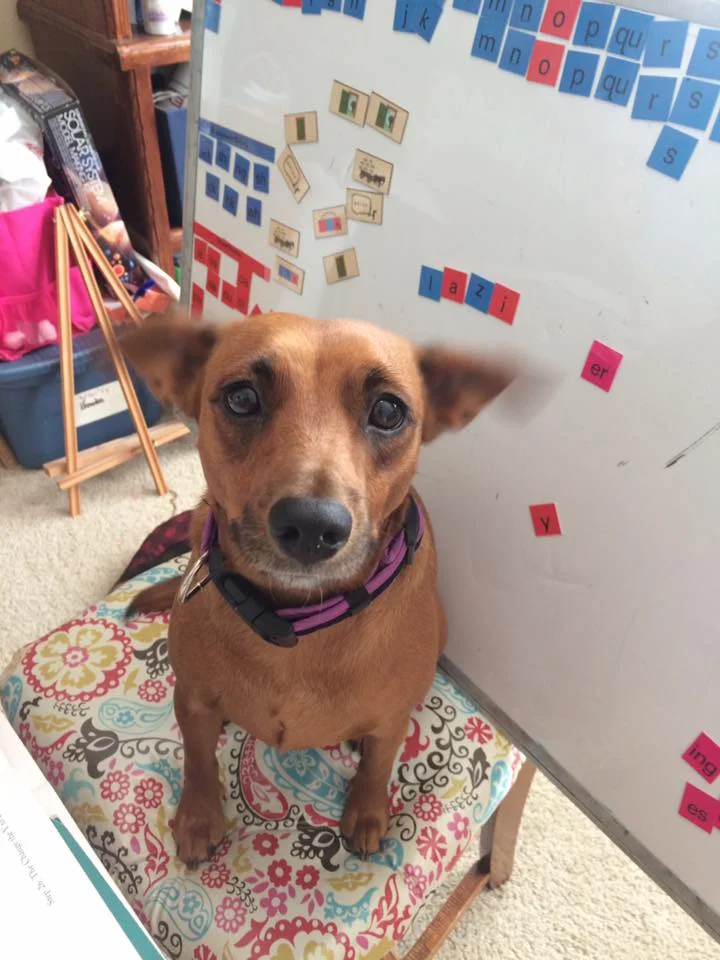Cookie is asking herself why she wasn't adopt yet! She is such a good girl!
