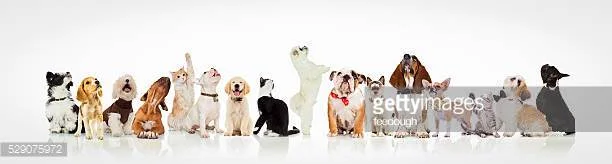 Photo by feedough/iStock / Getty Images