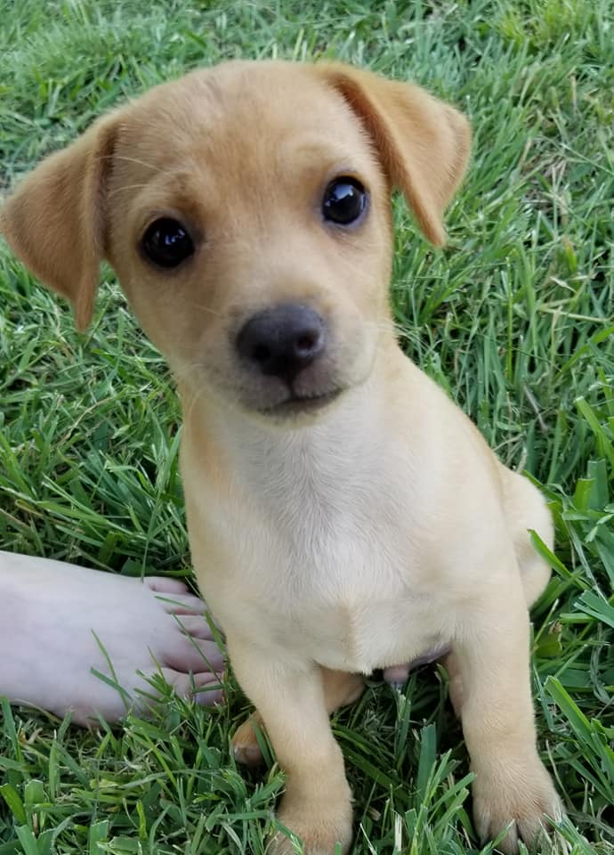 chihuahua and lab mix puppies