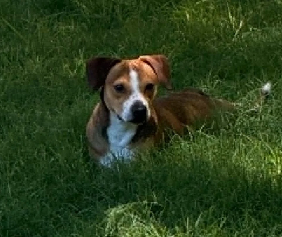 Clyde