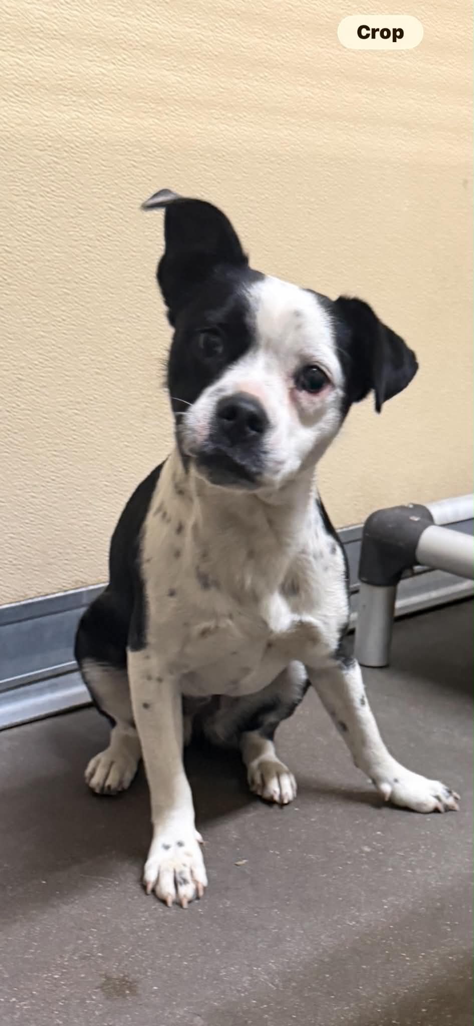 Lulu