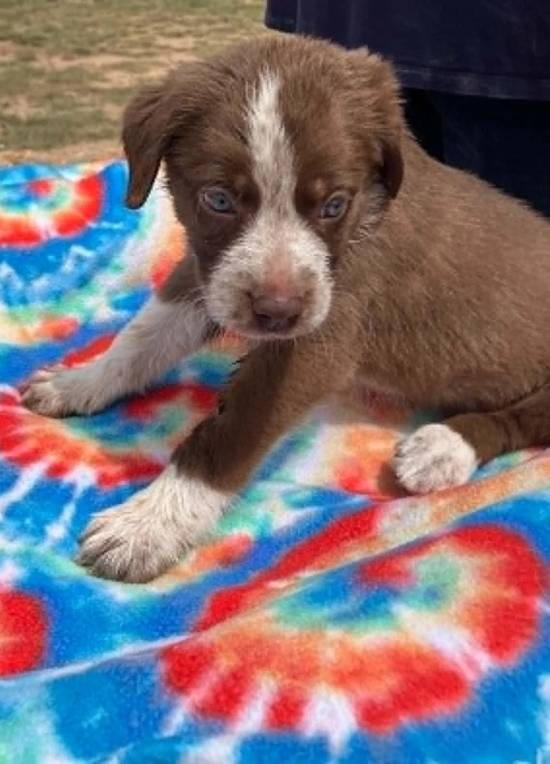 Kiwi