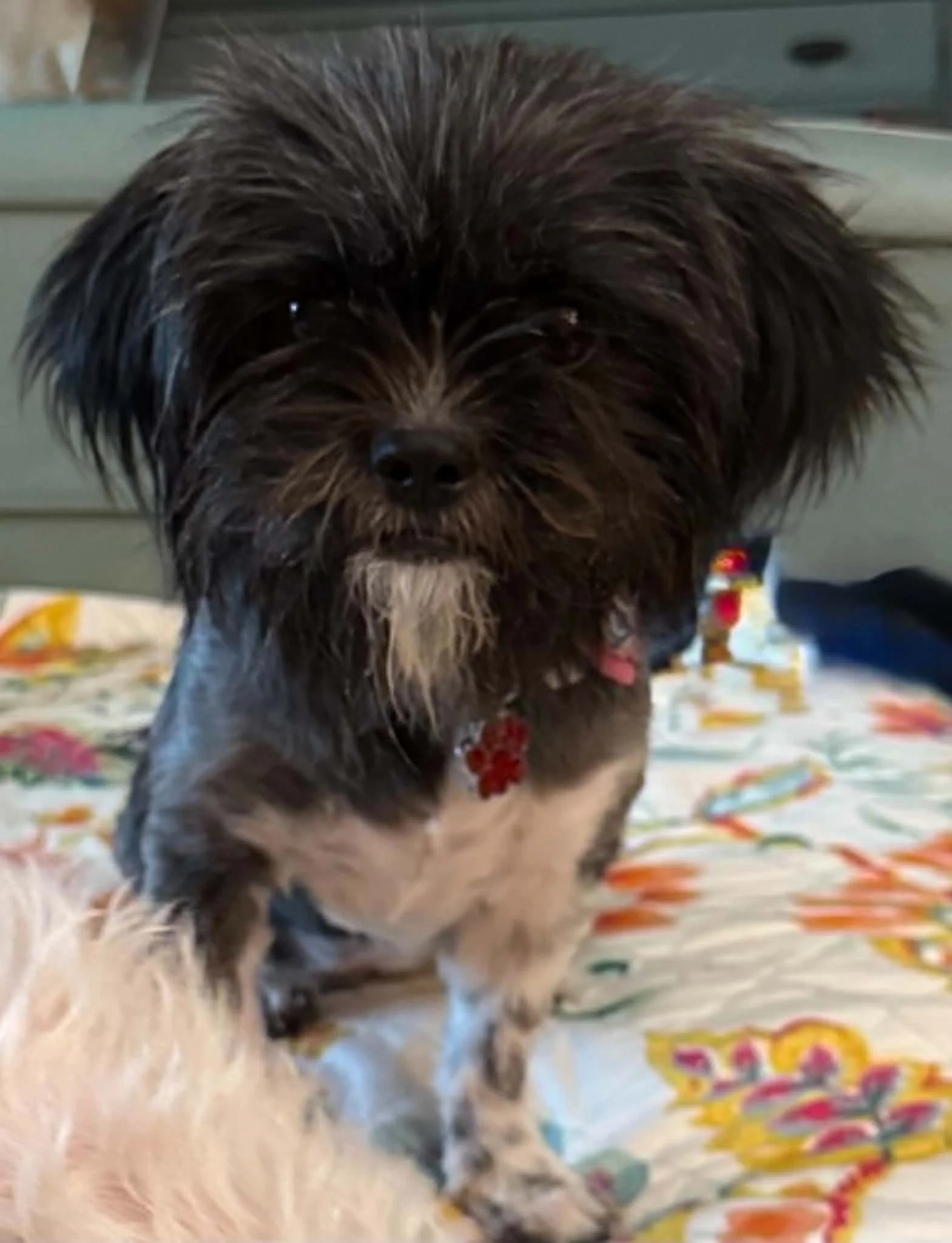 Oreo