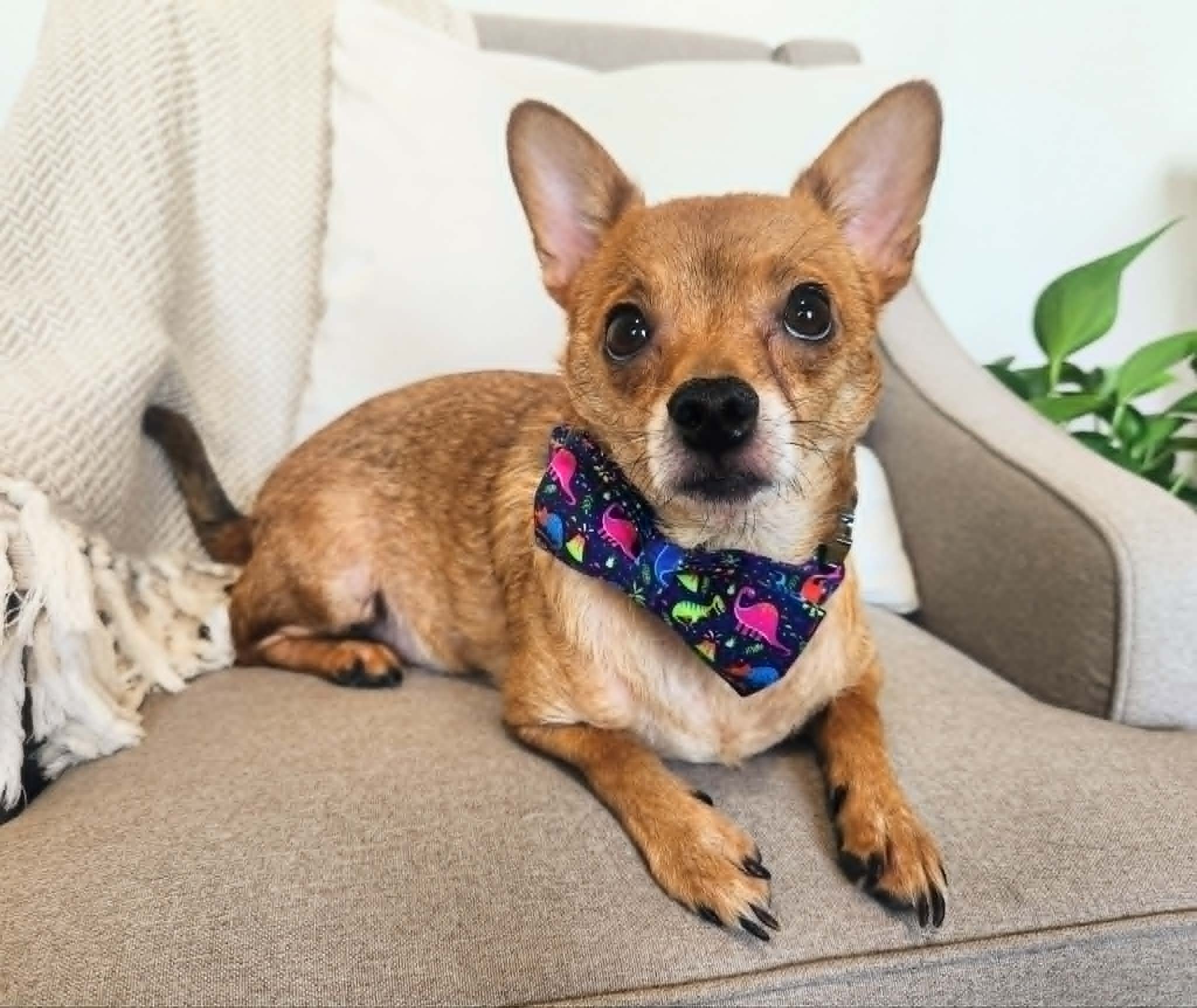 Pip