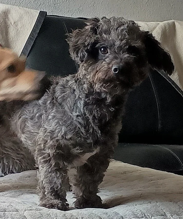 Mochi